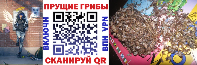 дарк нет какой сайт Купино Галлюциногенные грибы GOLDEN TEACHER хочу